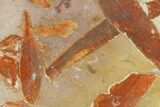 4.7" Fossil Seed Fern (Glossopteris) Plate - Australia - #129616-1